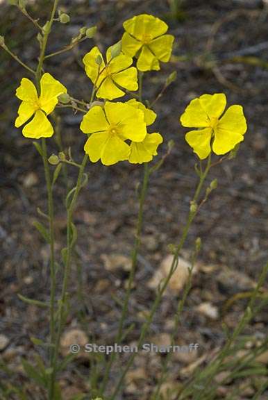 helianthemum scoparium 1 graphic